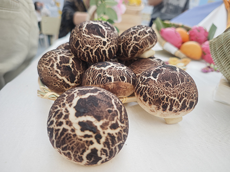 1747381688352044871.jpg 象形面点参展作品:香菇.jpg